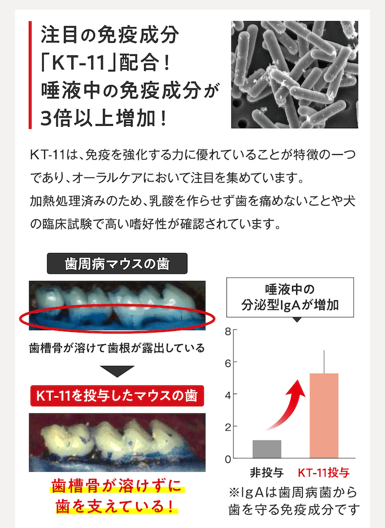 注目の免疫成分「KT-11」配合!唾液中の免疫成分が3倍以上増加!